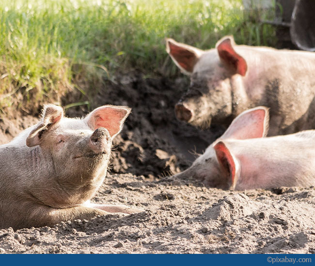 Vorzüge von Schweinefleisch aus Deutschland
